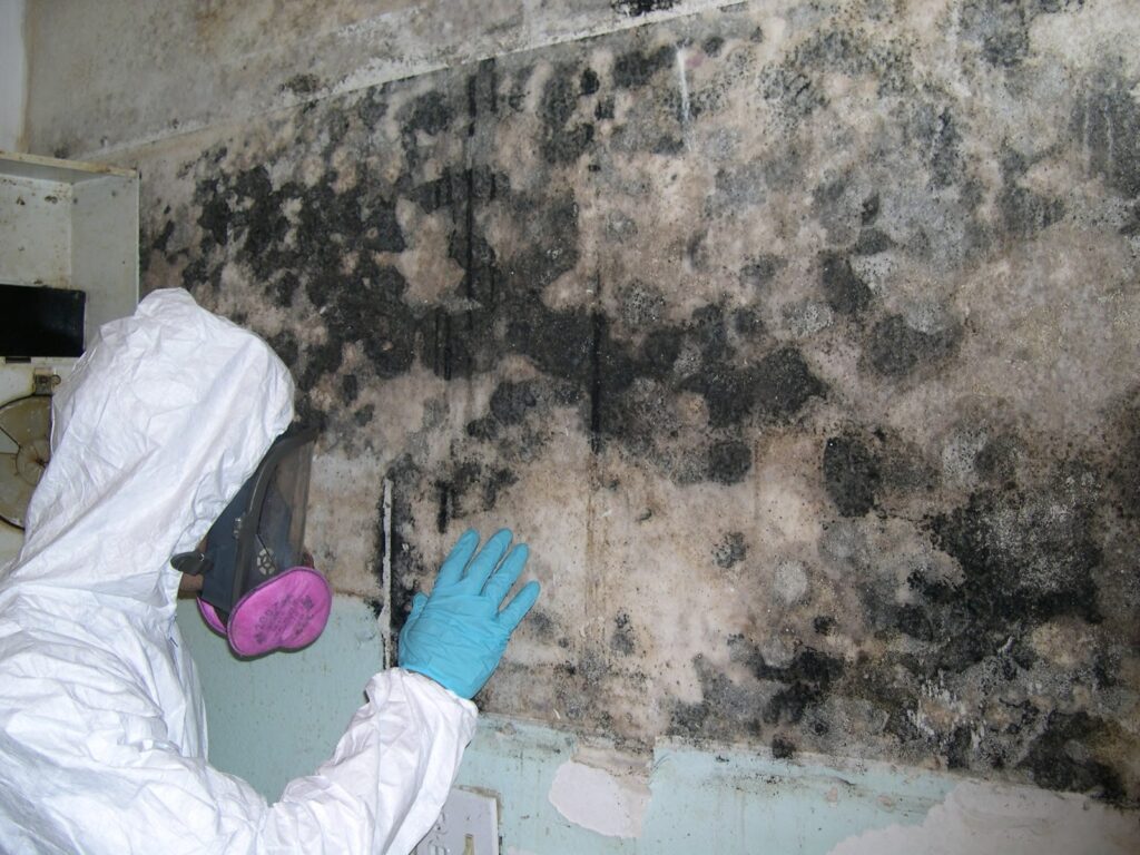 Professional Mould Removal Sydney